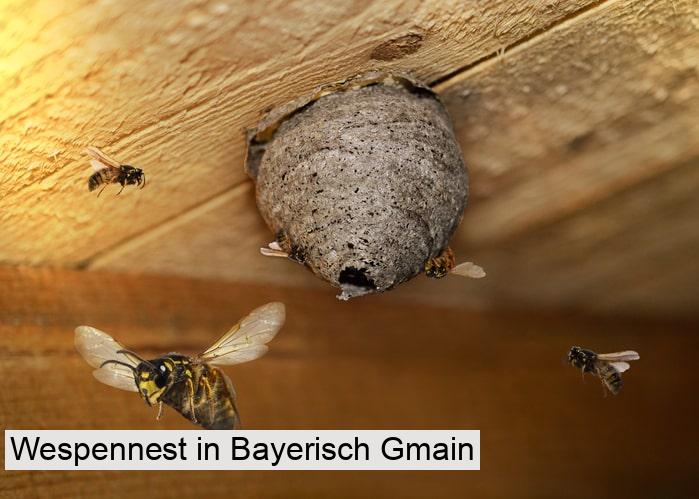 Wespennest in Bayerisch Gmain